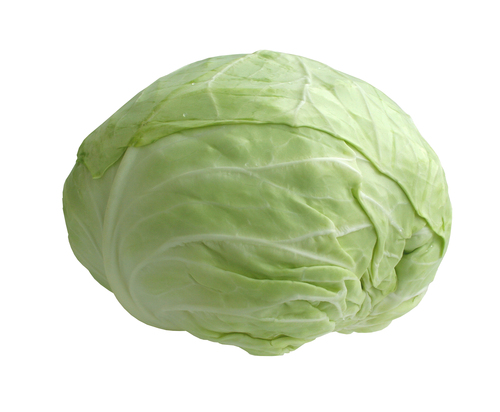 Fresh Cabbage