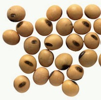 Soybean Seeds