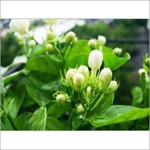 Dried Jasmine Flowers