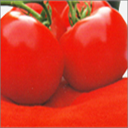 Spray Dried Tomato Powder