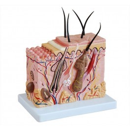 Skin Block Model Enlarged - Application: Medical Study