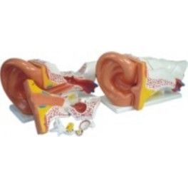 Ear Model  Design: Standard