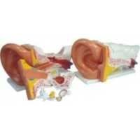 Ear Model
