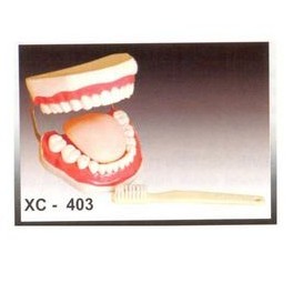 TOOTH HYGIENE SET MODEL/DENTAL CARE MODEL WITH BRUSH