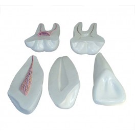 EXPANSION MODEL OF HUMAN TEETH