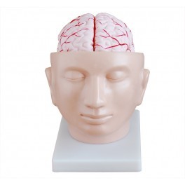 Brain With Arteries On Head - Application: Medical Study