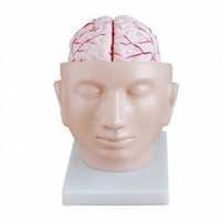 Brain With Arteries On Head - Application: Medical Study