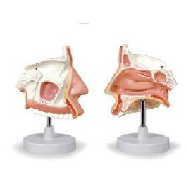 MODEL OF THE ANATOMICAL NASAL CAVITY