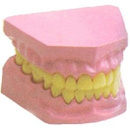 Dental Model Small Design: Standard