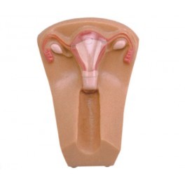 Anatomical Model - Application: Medical Study