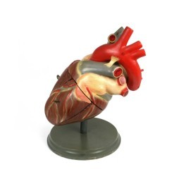 HEART ANATOMY MODEL 