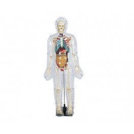 MODEL OF TRANSPARENT HUMAN (TALL 85 CM )