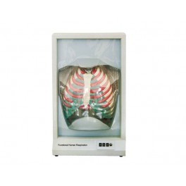 FUNCTIONAL HUMAN RESPIRATION MODEL
