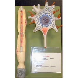 NEURON MODEL