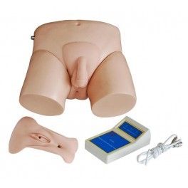 Electronic Urinary Model