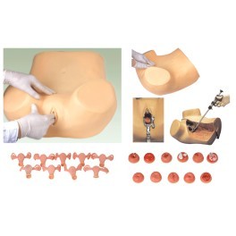 Skin Gynecological Examination Model