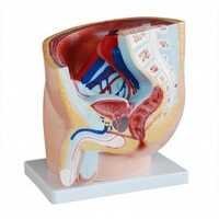 Human Male Pelvis Section