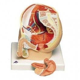 HUMAN MALE PELVIS SECTION ( 2 PART)