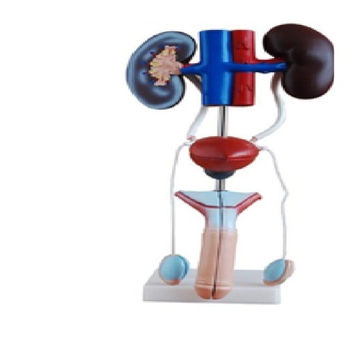 MALE UROGENITAL SYSTEM