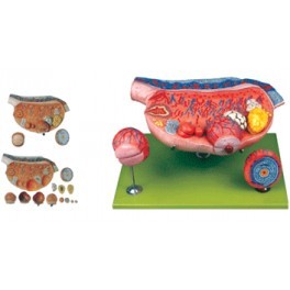 Uterus OVARY MODEL