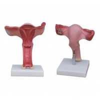 UTERUS MODEL
