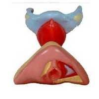 FEMALE INTERNAL & EXTERNAL GENITAL ORGANS