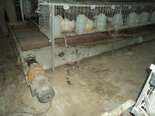 Manure Cleaning Conveyor