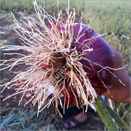 Bio Organic Granules