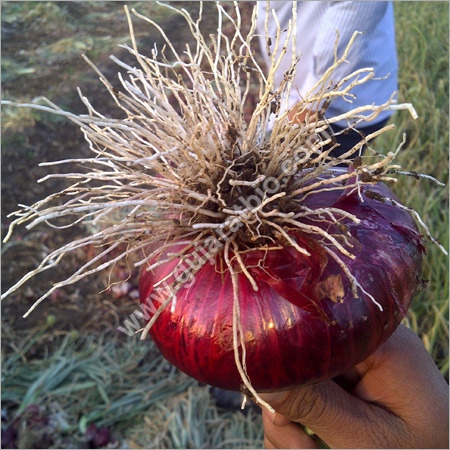 Bio Stimulation Fertilizer
