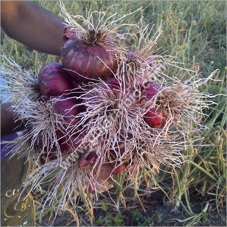Rhizobium Biofertilizer