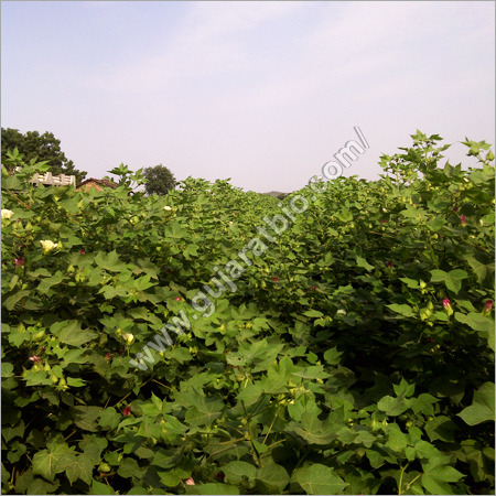 Humic Granules 10 %