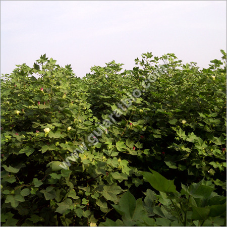 Special Organic Manure