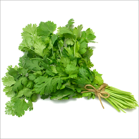 Coriander