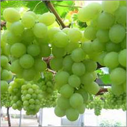 Fresh Grapes