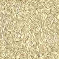 Wheat Seed Pbw 343