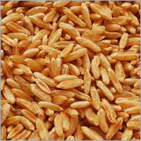 Wheat Seed DBW 17