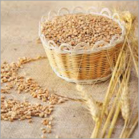Wheat Seed