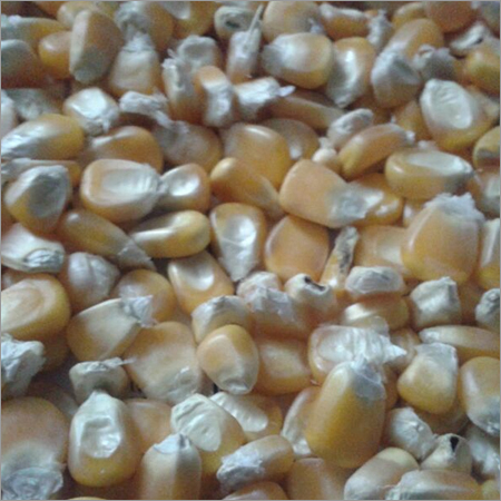 Maize Seeds