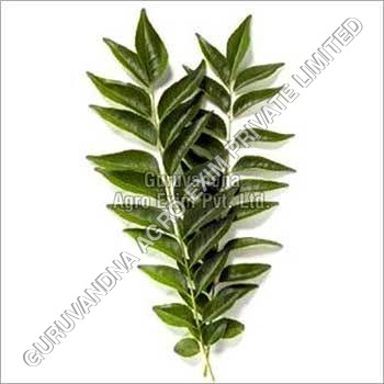 Curry Leaves