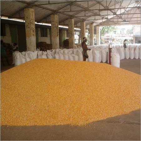 Fresh Yellow Corn