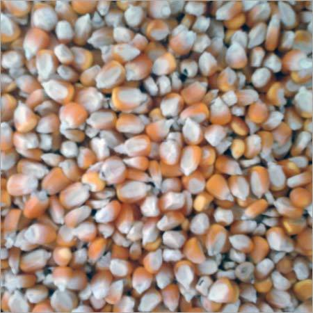 Natural Yellow Maize