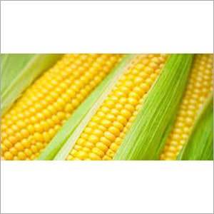 Maize or Corn