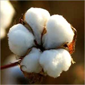 Cotton