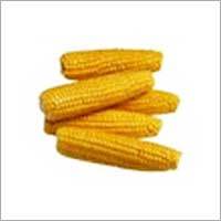 Fresh Corn