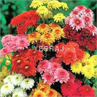 Red Chrysanthemum Flowers