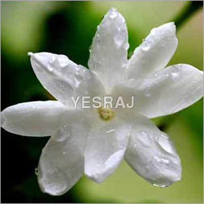 Jasmine Flower