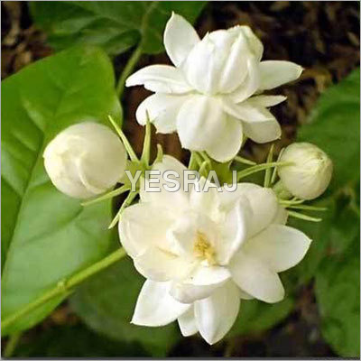 Mogra Flower