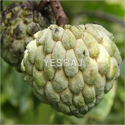 Sell Offer For Custard Apple