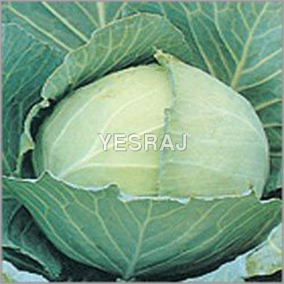 Green Cabbage