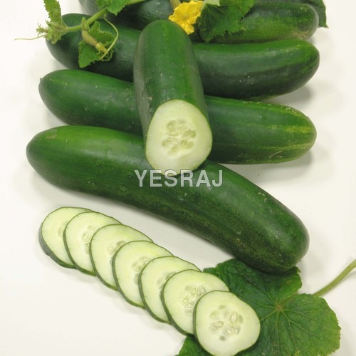 Round Green Cucumber